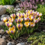 Crocus Advance 