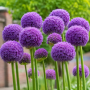 Allium Ambassador