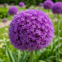 Allium Ambassador
