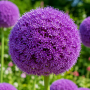 Allium Ambassador