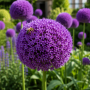 Allium Ambassador