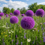 Allium Ambassador