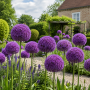 Allium Ambassador