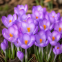 Crocus Barr’s Purple