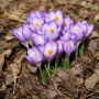 Crocus Barr’s Purple