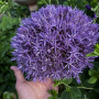 Allium Beau Regard