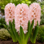 Zambila China Pink