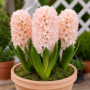 Zambila China Pink