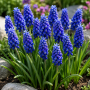 Muscari Dark Eyes