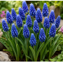Muscari Dark Eyes