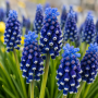 Muscari Dark Eyes