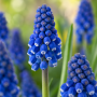 Muscari Dark Eyes