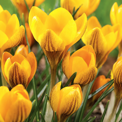Crocus Dorothy