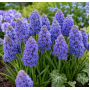 Muscari Fantasy Creation