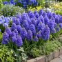 Muscari Fantasy Creation