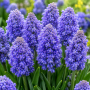Muscari Fantasy Creation