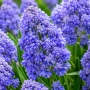 Muscari Fantasy Creation