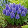 Muscari Fantasy Creation