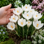 Crocus cu floare mascata Jeanne d'Arc 