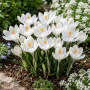 Crocus cu floare mascata Jeanne d'Arc 