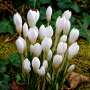 Crocus Miss Vain
