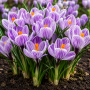 Crocus cu floare mare Pickwick