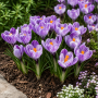 Crocus cu floare mare Pickwick