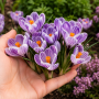 Crocus cu floare mare Pickwick