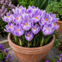 Crocus cu floare mare Pickwick