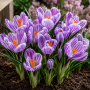 Crocus cu floare mare Pickwick
