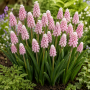 Muscari Pink Sunrise