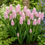 Muscari Pink Sunrise