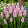 Muscari Pink Sunrise