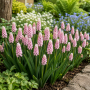 Muscari Pink Sunrise