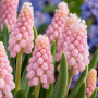Muscari Pink Sunrise