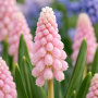 Muscari Pink Sunrise