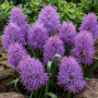 Muscari Plumosum