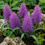 Muscari Plumosum