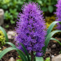 Muscari Plumosum