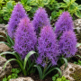 Muscari Plumosum