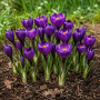 Crocus cu floare mascata Flower Record