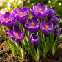 Crocus cu floare mascata Flower Record