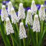 Muscari armeniacum Siberian Tiger