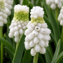 Muscari armeniacum Siberian Tiger