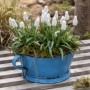 Muscari armeniacum Siberian Tiger