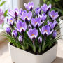 Crocus Spring Beauty