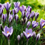 Crocus Spring Beauty