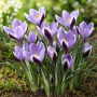 Crocus Spring Beauty