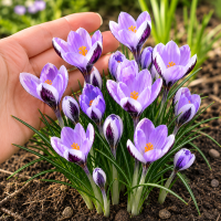 Crocus Spring Beauty