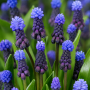 Muscari latifolium